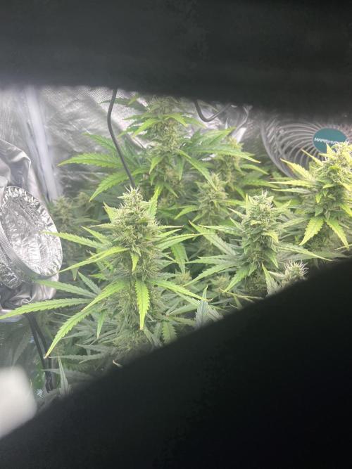 Seedsman Alaskan Purple Auto. Week 10