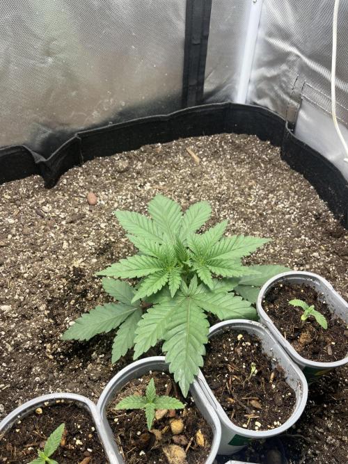 🖊️ Permanent Marker 🖊️. Week 3