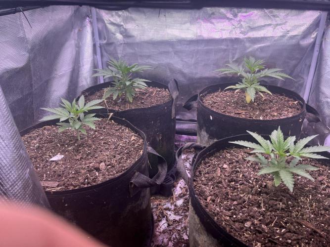 Humboldt PPD . Week 3