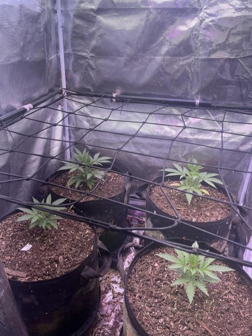 Humboldt PPD . Week 3