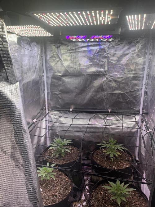 Humboldt PPD . Week 3