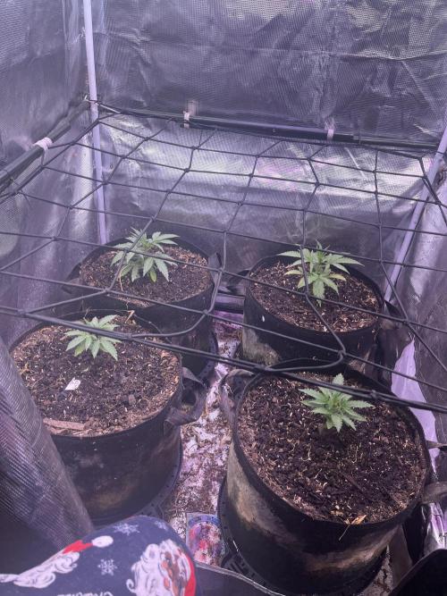 Humboldt PPD . Week 3