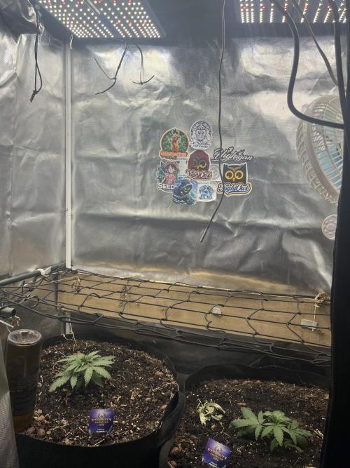 Eternity Cup Sticky Broccoli 🥦. Week 4