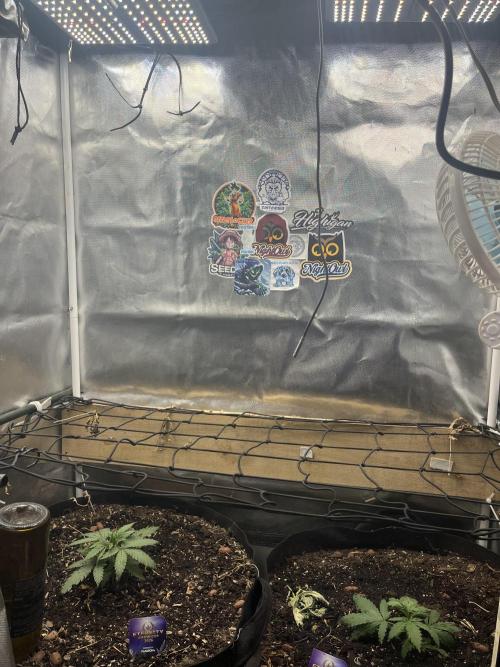 Eternity Cup Sticky Broccoli 🥦. Week 4