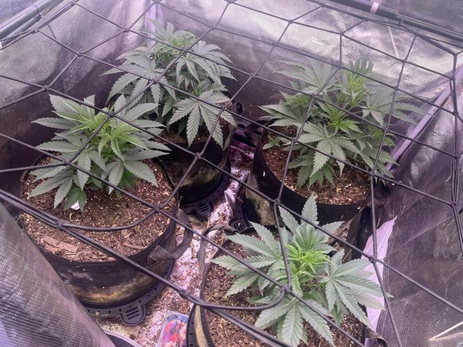 Humboldt PPD . Week 4