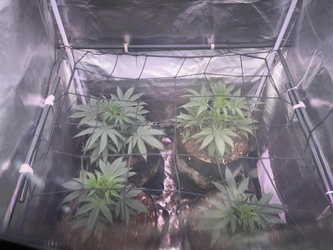 Humboldt PPD . Week 4