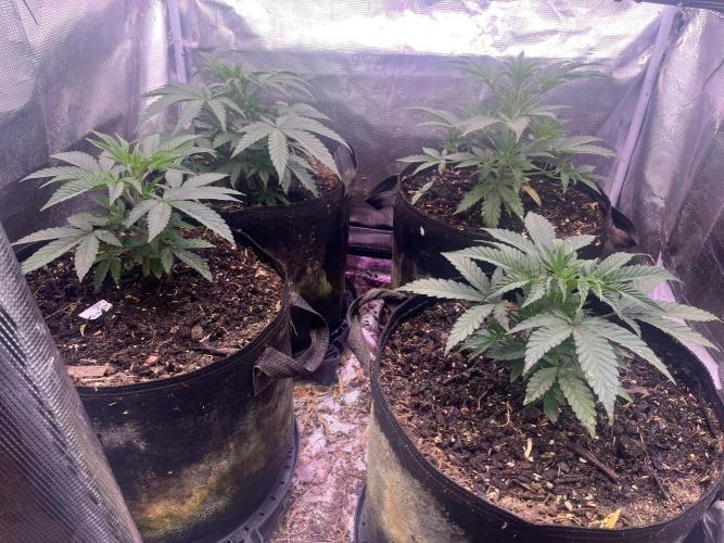 Humboldt PPD . Week 4