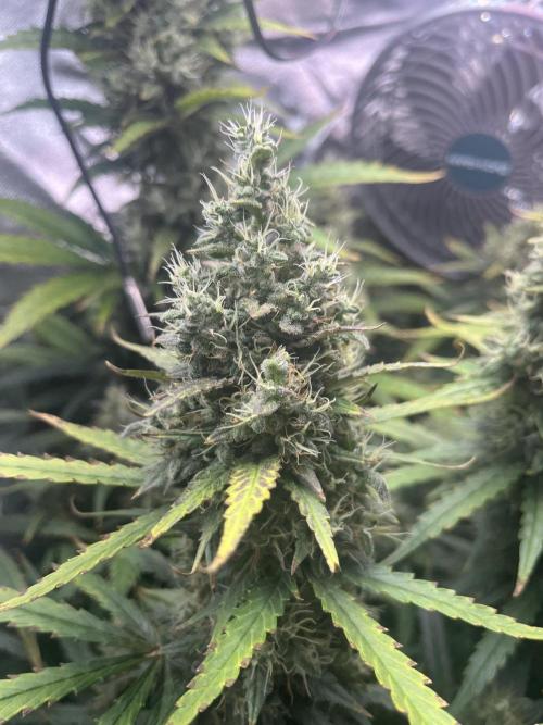 Seedsman Alaskan Purple Auto. Week 11