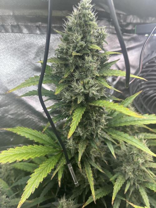 Seedsman Alaskan Purple Auto. Week 11
