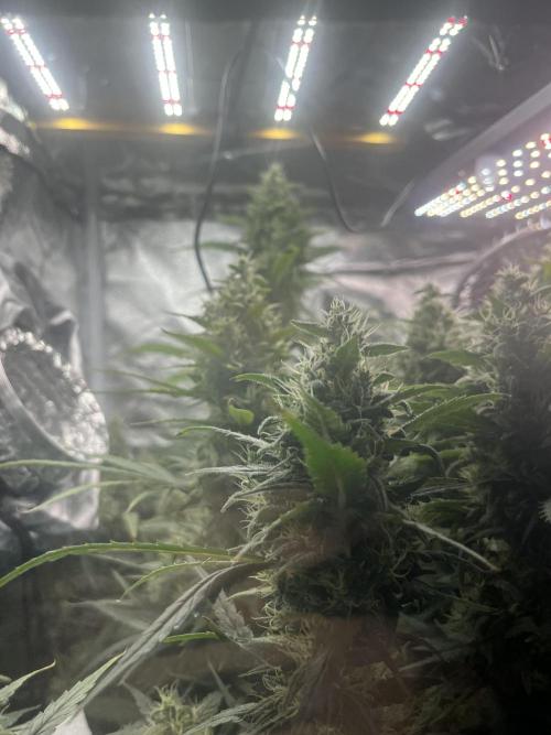 Seedsman Alaskan Purple Auto. Week 11