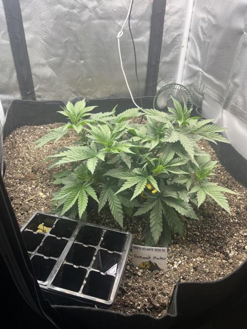 🖊️ Permanent Marker 🖊️. Week 4