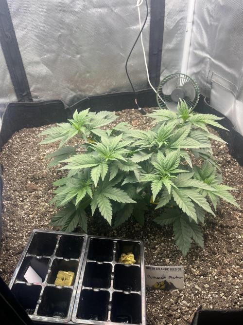 🖊️ Permanent Marker 🖊️. Week 4