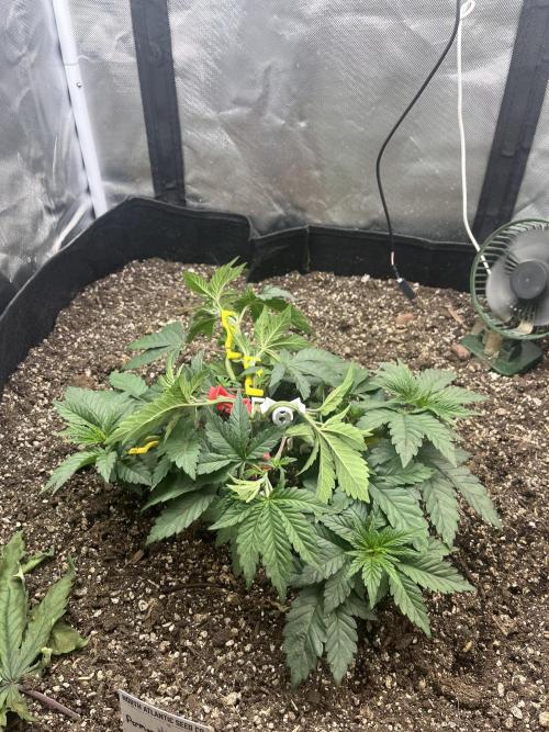 🖊️ Permanent Marker 🖊️. Week 4