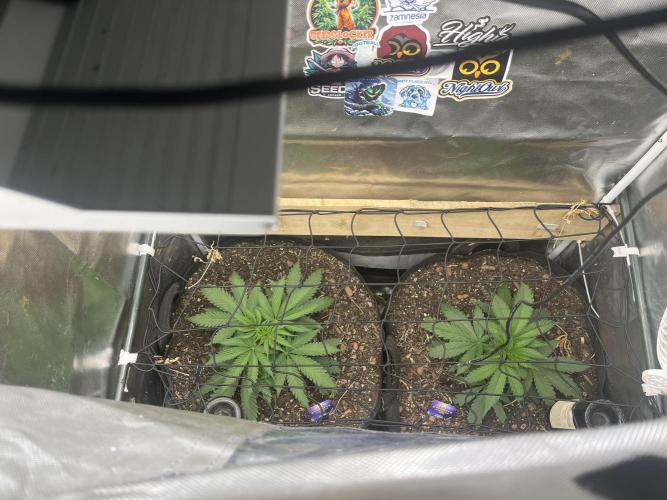 Eternity Cup Sticky Broccoli 🥦. Week 5