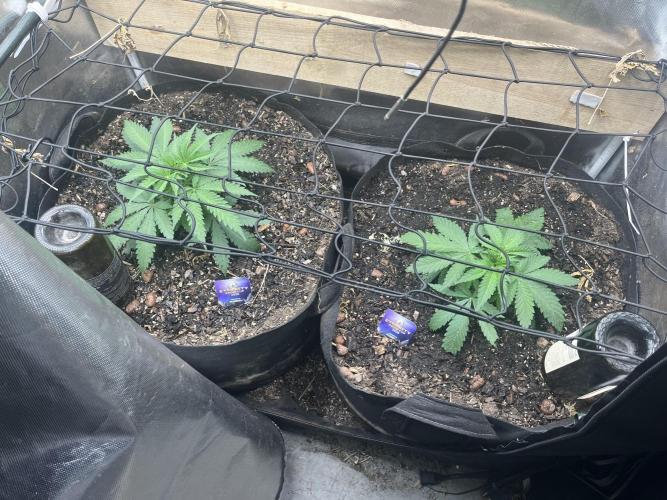 Eternity Cup Sticky Broccoli 🥦. Week 5