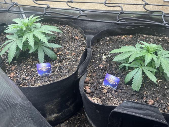 Eternity Cup Sticky Broccoli 🥦. Week 5