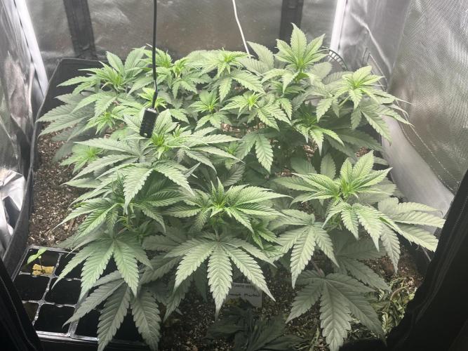 🖊️ Permanent Marker 🖊️. Week 5