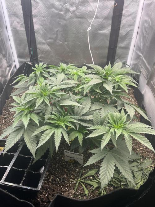 🖊️ Permanent Marker 🖊️. Week 5