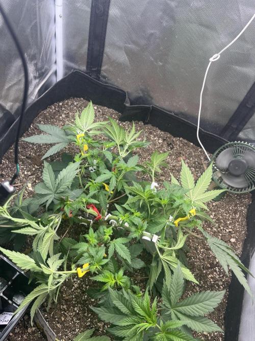 🖊️ Permanent Marker 🖊️. Week 5