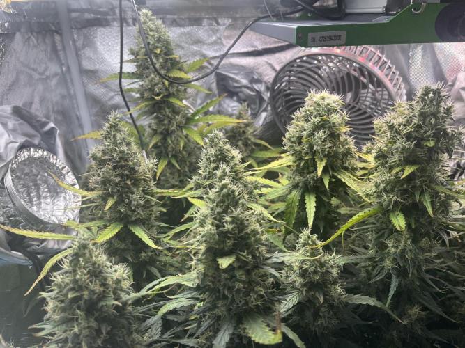 Seedsman Alaskan Purple Auto. Week 12