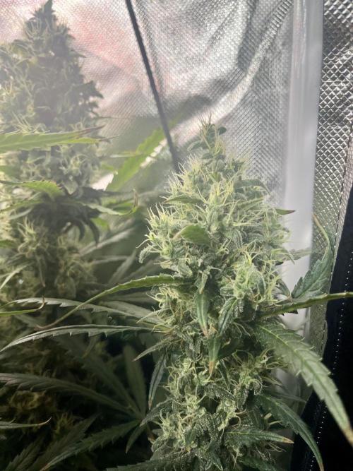 Seedsman Alaskan Purple Auto. Week 12