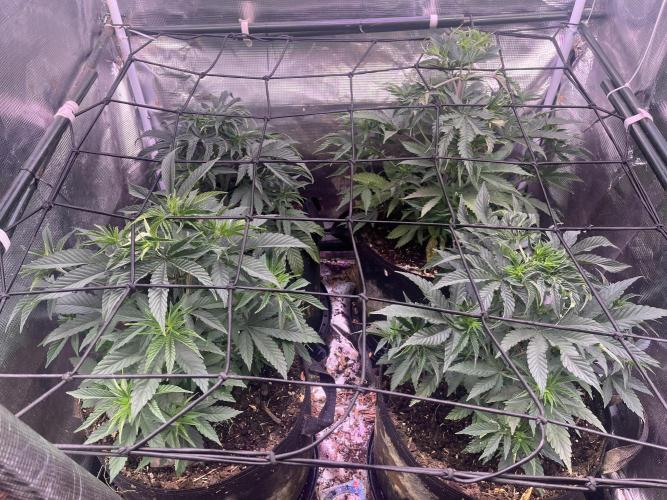 Humboldt PPD . Week 5