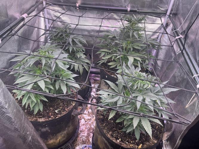 Humboldt PPD . Week 5