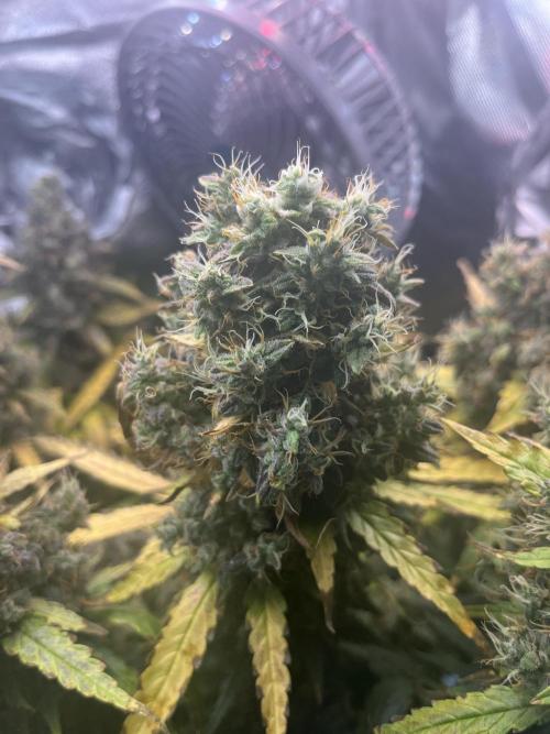 Seedsman Alaskan Purple Auto. Week 13