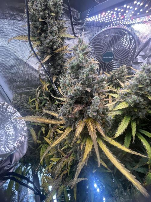 Seedsman Alaskan Purple Auto. Week 13