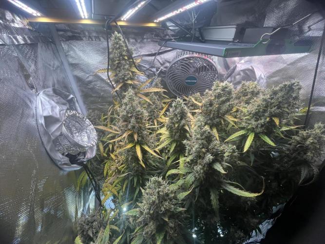 Seedsman Alaskan Purple Auto. Week 13