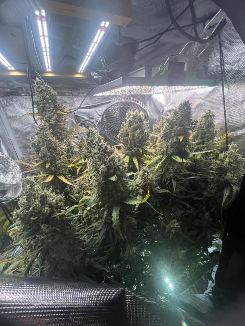 Seedsman Alaskan Purple Auto. Week 13