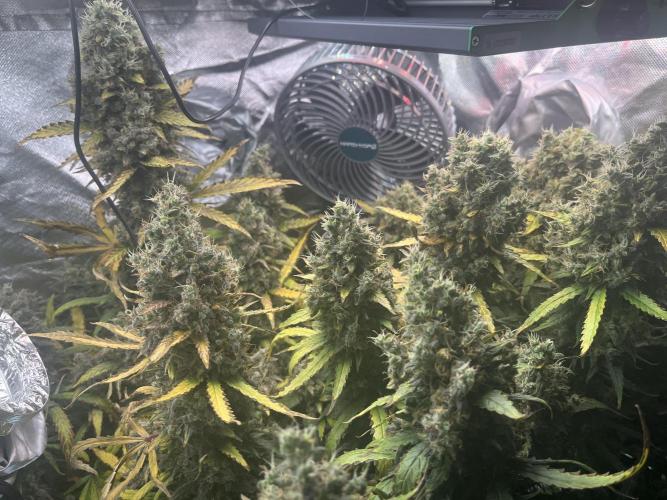 Seedsman Alaskan Purple Auto. Week 13