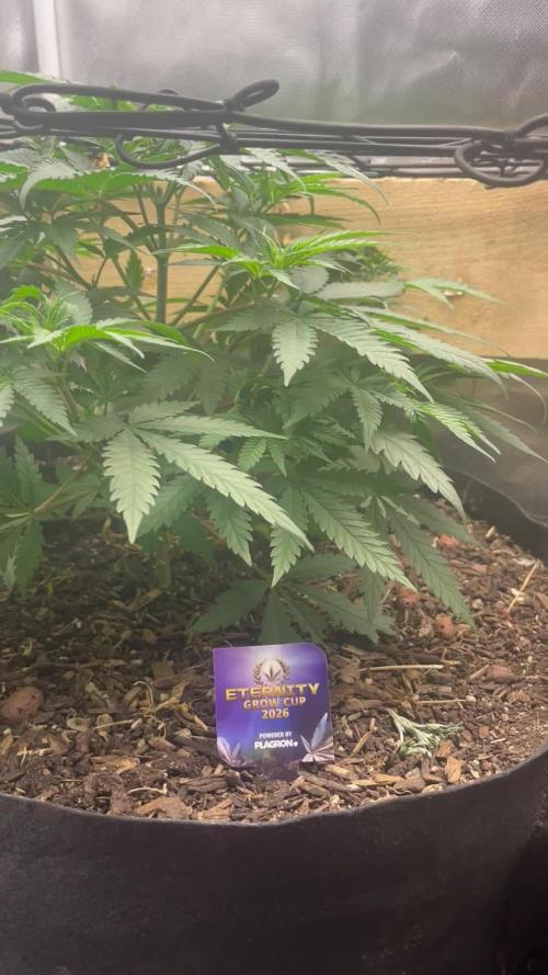 Eternity Cup Sticky Broccoli 🥦