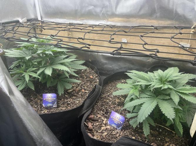 Eternity Cup Sticky Broccoli 🥦. Week 6