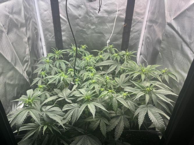 🖊️ Permanent Marker 🖊️. Week 6