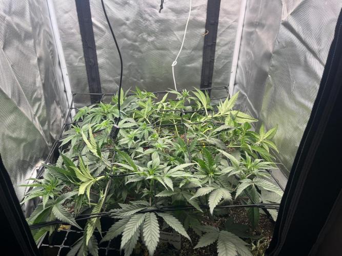 🖊️ Permanent Marker 🖊️. Week 6