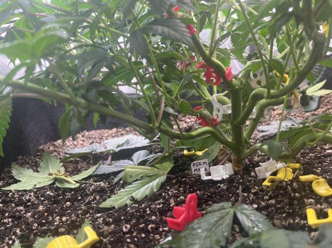 🖊️ Permanent Marker 🖊️. Week 6