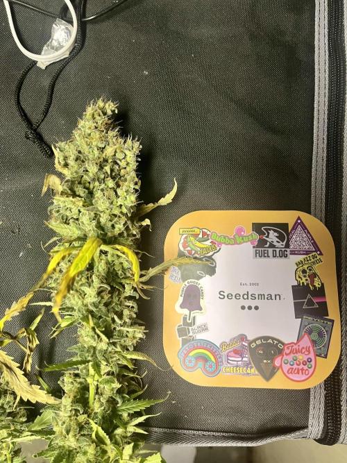 Seedsman Alaskan Purple Auto. Week 14