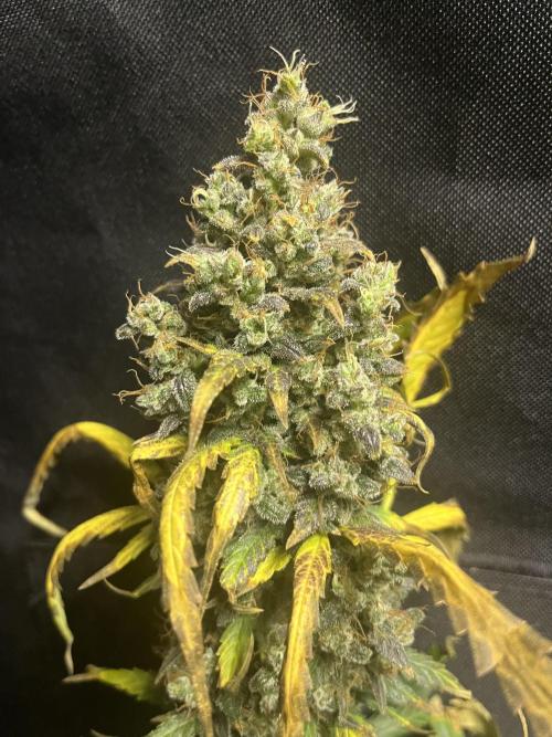 Seedsman Alaskan Purple Auto. Week 14