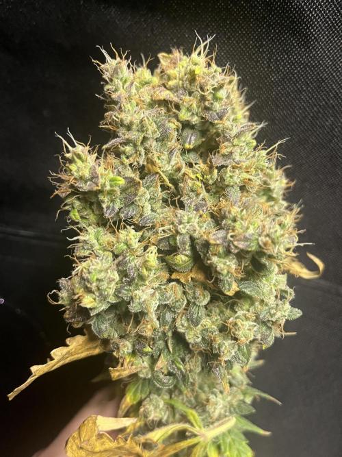Seedsman Alaskan Purple Auto. Week 14