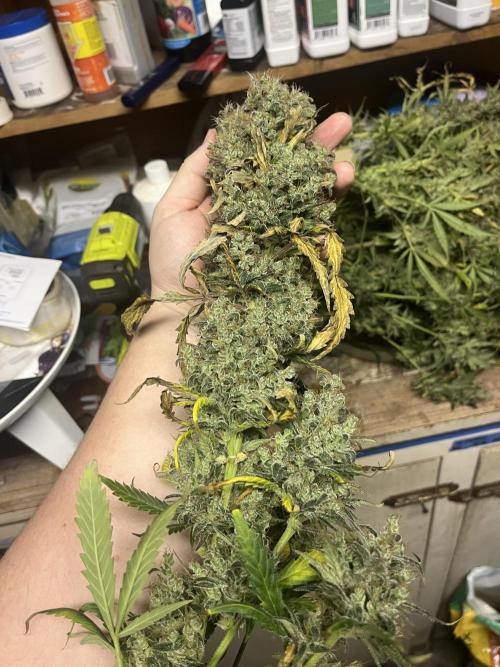 Seedsman Alaskan Purple Auto. Week 14