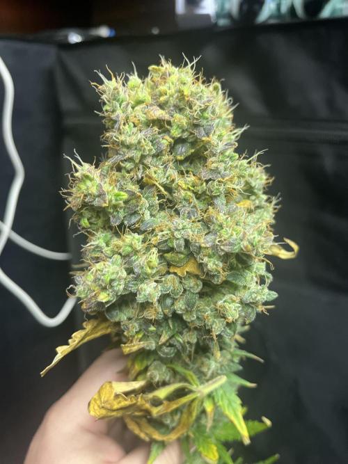 Seedsman Alaskan Purple Auto. Week 14