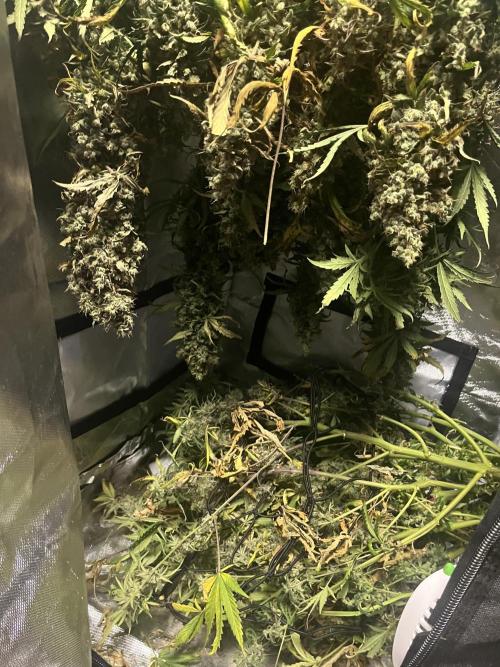 Seedsman Alaskan Purple Auto. Week 14
