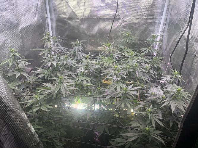 Humboldt PPD . Week 7
