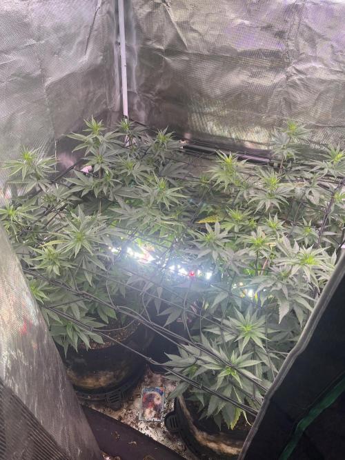 Humboldt PPD . Week 7