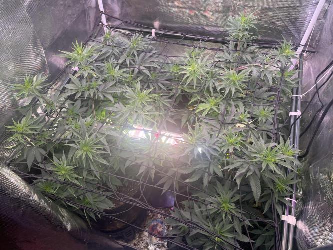 Humboldt PPD . Week 7