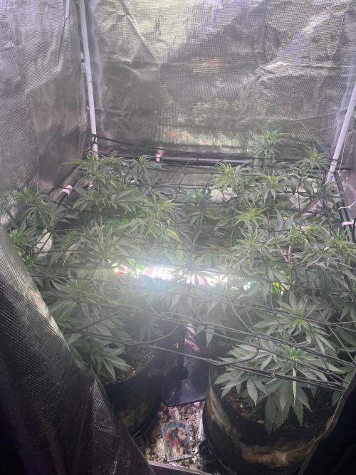 Purple Panty Dropper. Week 7