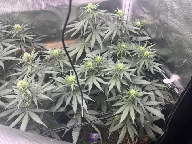 Eternity Cup Sticky Broccoli 🥦. Week 7