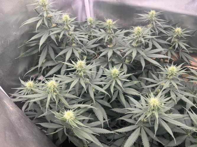 Eternity Cup Sticky Broccoli 🥦. Week 7
