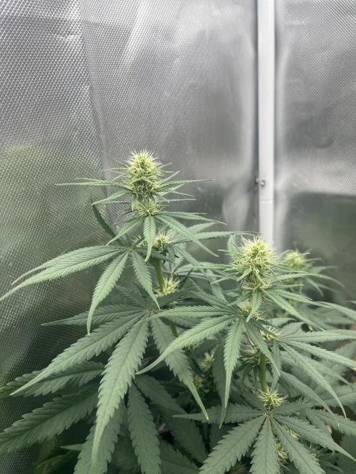 Eternity Cup Sticky Broccoli 🥦. Week 7